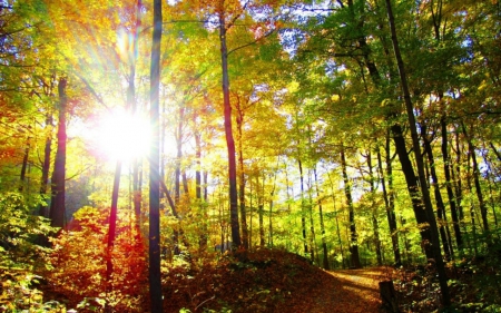 Sunshine - nature, sunshine, forest, trees