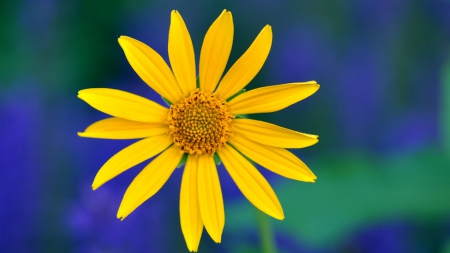 Yellow Flower - one, beautiful, flower, yellow