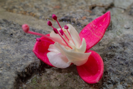 flower on the street - pink flower, rain drops on flower, beautiful flower, flower