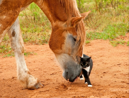 Special Friendship - horse, cat, dirt, friendship, friends, grass