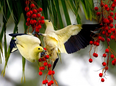 HUNGRY BIRDS - two, eating, hungry, berries, birds