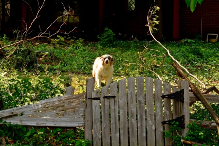 Guard Dog On Duty - Guard Dog On Duty, guard dog, attack dog, dog, cute dog