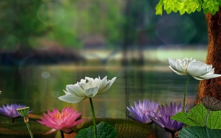 Lotus - nature, lake, lotus, water lily, flowers, asia