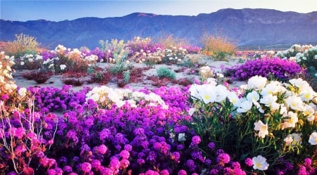 Beautiful Flowers On The Plateau - white, purple, beautiful, mountains, flowers, spring, wildflowers