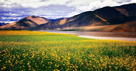 The Spring Arrived To River Tsangpo - himalayas, tibet, mountains, spring, brown, yellow, river, beautiful, clouds, green, wildflowers