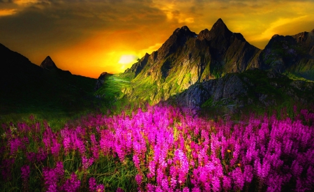 Mountain Sunset - sky, sunshine, mountain, sunset, spring, nature, yellow, clouds, lupins, beautiful, fuchsia, green, flowers, grass, cliffs