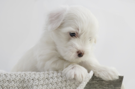 Dog - pretty, puppys, beautiful, dog, lovely, sweet, animal, dogs, cute, puppy, animals