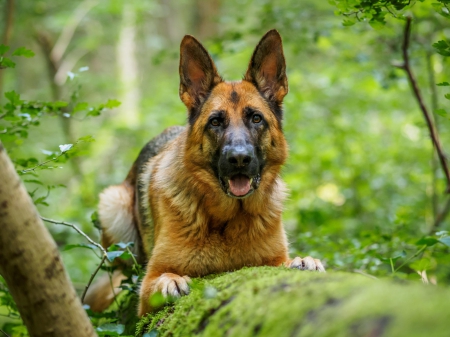 German shepherd - animal, pretty, cute, animals, beautiful, sweet, puppy, puppys, dogs, lovely, dog