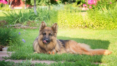 German shepherd - animal, pretty, cute, animals, beautiful, sweet, puppy, puppys, dogs, lovely, dog