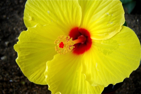 Perfect Yellow Hibiscus - red, flower, petals, hibiscus, yellow, closeup