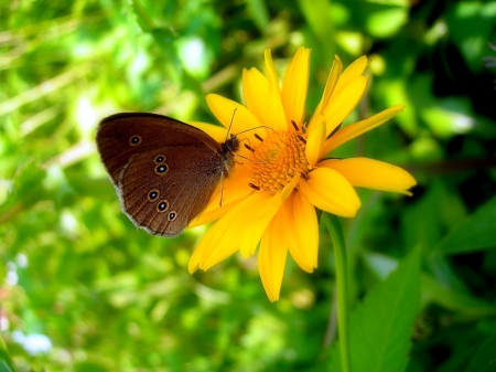 'Moments of Butterfly' - yellow, summer, butterflies, creative pre-made, beautiful, photography, colors, lovely, leaves, flowers, butterfly designs, nature, butterfly, love four seasons, animals