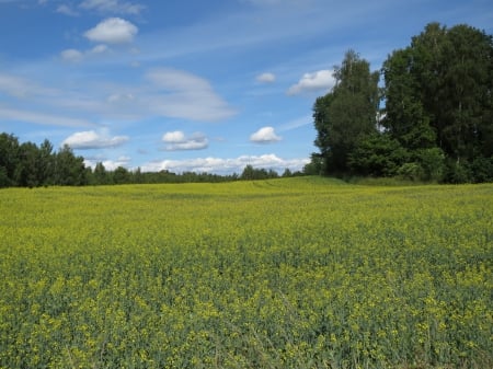 Pretty field - flowers, field, yellow, photography