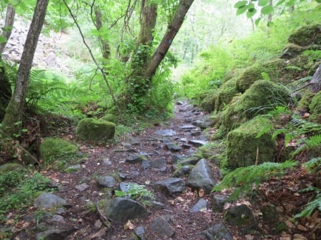 Soderasen National Park, Sweden - nature, green, forest, photography