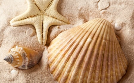 Happy Summer! - shell, starfish, summer, beach, sand