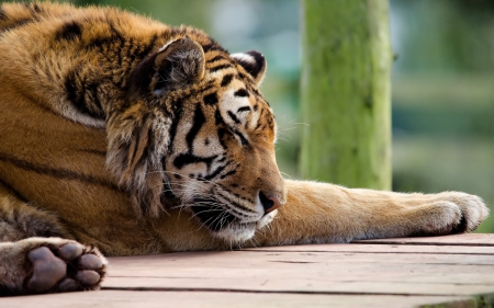 Sleeping - animal, green, wood, sleeping, tiger, wild