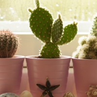 â—â€¢âœ¿â€¢cactusâ—â€¢âœ¿â€¢