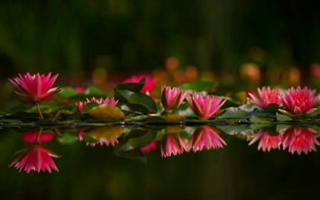 Water Lilies - flowers, water, lilies, Spring, green, water lilies, reflection, pink