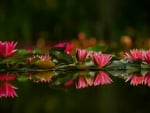 Water Lilies