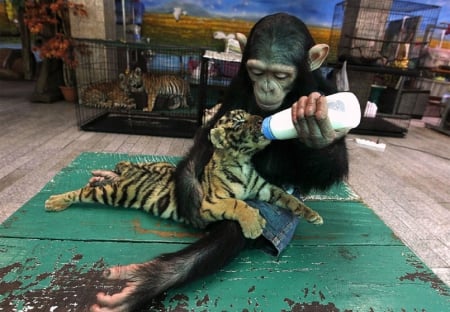 CHIMP AND TIGER - FRIENDS, TIGER, CHIMP, ANIMALS