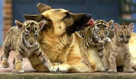 DOG AND CUBS - cubs, tiger, animals, dog