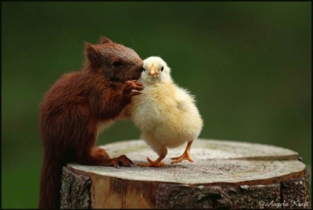 PALS - chick, friends, squirrel, animals