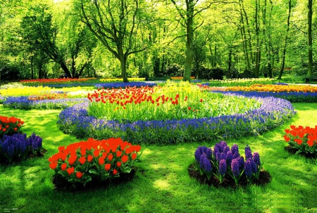 Park in Springtime - flowers, hyacinths, tulips, trees, blossoms, colors