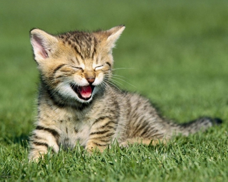 HE HE HE - ANIMAL, FUNNY, CAT, LAUGHING