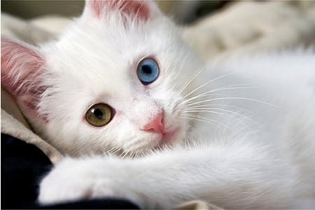 TWO COLOURED EYES - cat, colours, two, eyes