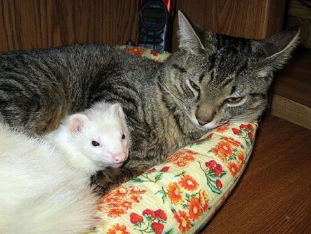 CAT AND FERRET - cat, ferret, animals, friends