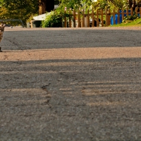 Kitty In Distress