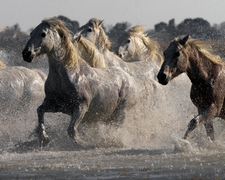 HORSES - water, nature, running, Horses, animals