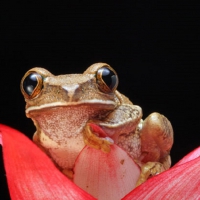 FROG IN FLOWER