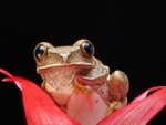 FROG IN FLOWER