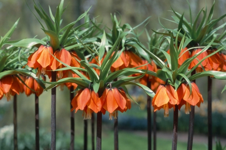 Orange Flowers - flowers, orange, green, beautiful