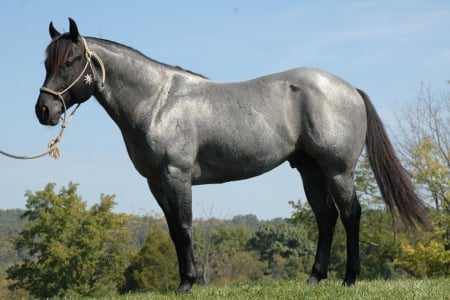 GREY HORSE - grey, nature, Horse, animals