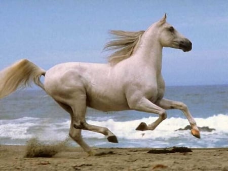 GALLOPING ALONG THE BEACH - nature, whithe, ocean, beach, horse, animals, sand