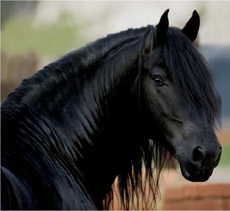 FRIESIAN MARE - nature, Mare, Horses, animals, Friesian