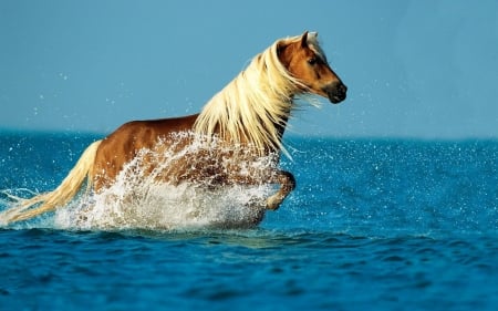 PALOMINO HAPPY SEA HORSE