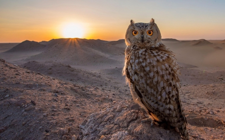 Owl - beautiful, desert, owl, sunset