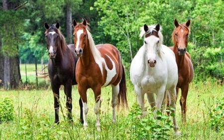 YOUNGSTERS - horses, nature, fields, youngsters, animals