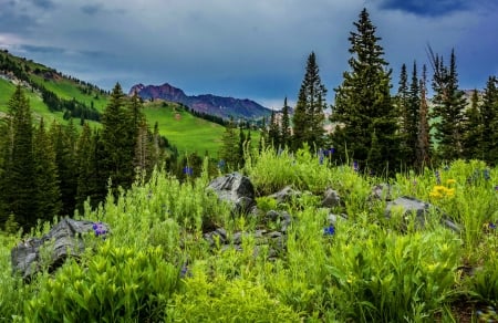 Cloudy sky over mountain - sky, mountain, trees, hills, greenery, summer, lovely, nature, cloudy, beautiful, clouds, grass, wildflowers