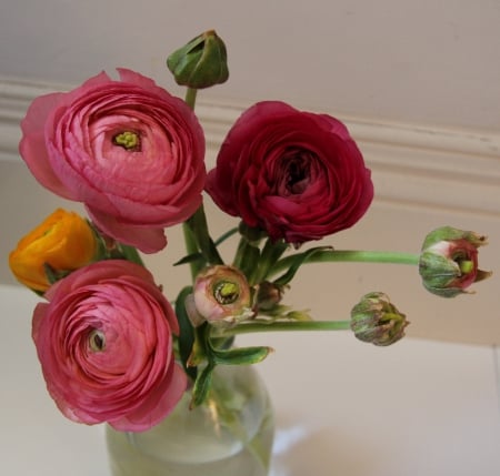 lovely ranunculus - flowers, bouquet, rnunculus, still life