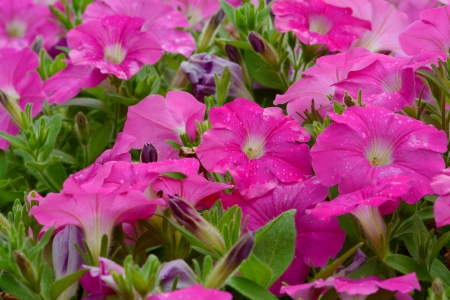 Pretty Pink Petunias - pretty pink petunias, petunias, beautiful petunias, pretty petunias, pink petunias