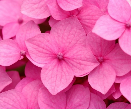 Perfectly Pink - bright, pink, petals, seasons, flowers, floral, nature, colorful