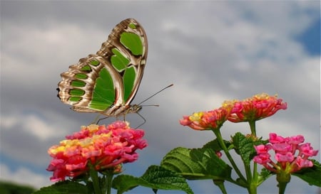 Beautiful Btterfly - Butterfly, Animals, Beautiful, Flowers