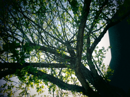 Trees Above - Tree, Scenery, Above, Sky