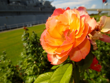 Yellow, Pink, and Orange Rose - beauty, yellow, pink, orange, rose