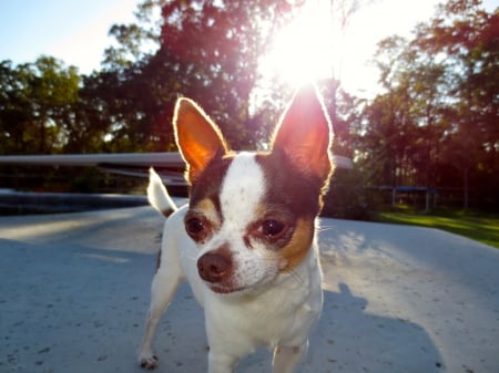 Sunny Chihuahua - appleface, white, brown, and, chihuahua