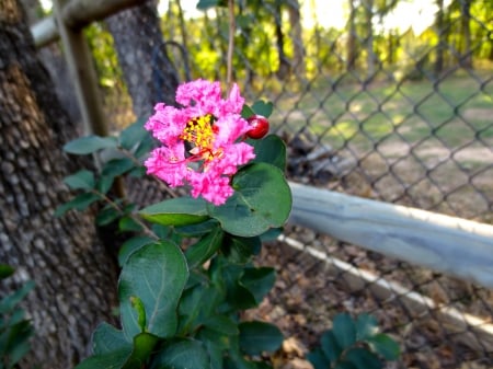 Crape Myrtle - myrtle, crape, pink, nature