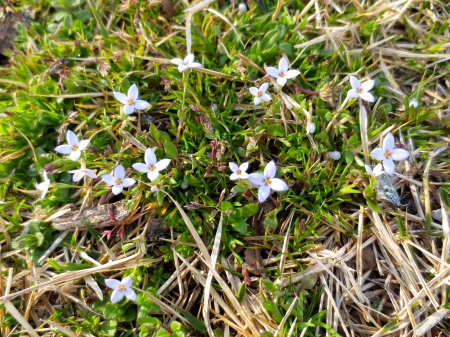 Mini Purple Flowers - Purple, Mini, Flowers, Cluster